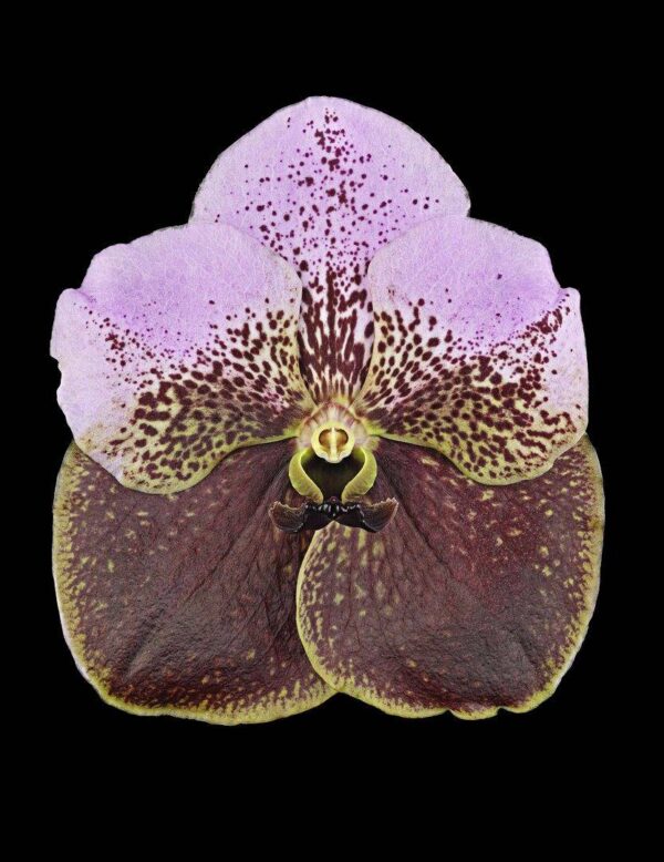 Vanda Crownfox Velvet Bloom by Kevin G Saunders Fine Art Print Vanda Crownfox Velvet Bloom by Kevin G Saunders