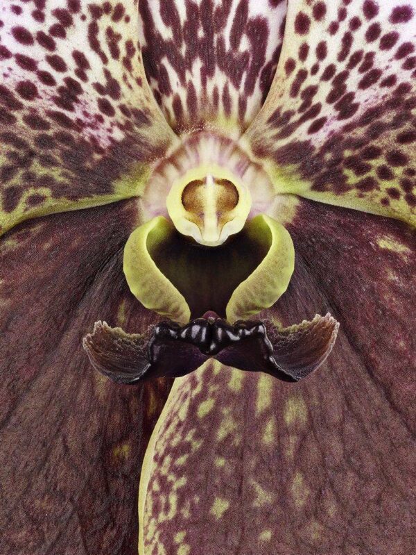 Vanda Crownfox Velvet Bloom Close Up photographed by Kevin G Saunders. Fine Art Print of Vanda Crownfox Velvet Bloom Close by Kevin G Saunders