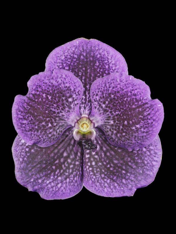 Vanda Janel de Cruz Bloom Fine Art Print Vanda Janel de Cruz Bloom by Kevin G Saunders