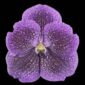 Fine Art Print Vanda Janel de Cruz Bloom by Kevin G Saunders