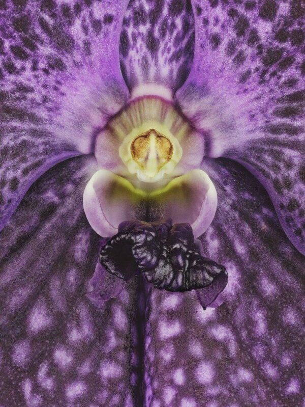 Vanda Janel de Cruz Bloom Close Up by Kevin G Saunders Photography Fine Art Print Vanda Janel de Cruz Bloom Close by Kevin G Saunders