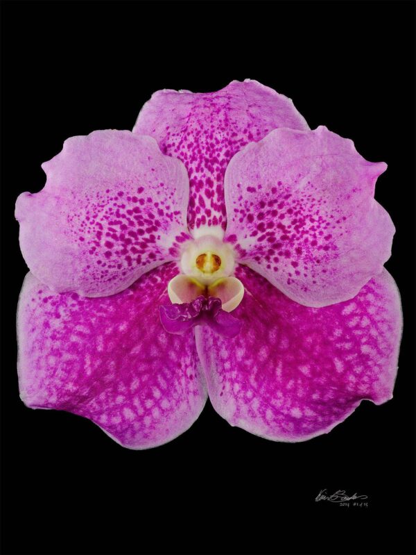 Vanda Pantone Pink Bloom Fine Art Print Vanda Pantone Pink Bloom by Kevin G Saunders
