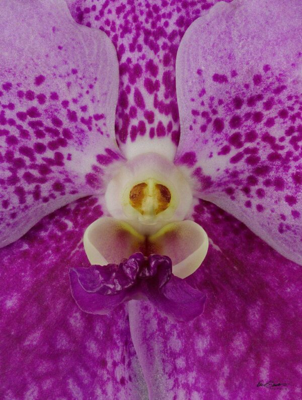 Vanda Pantone Pink Bloom Close Fine Art Print of Vanda Pantone Pink Bloom Close by Kevin G Saunders