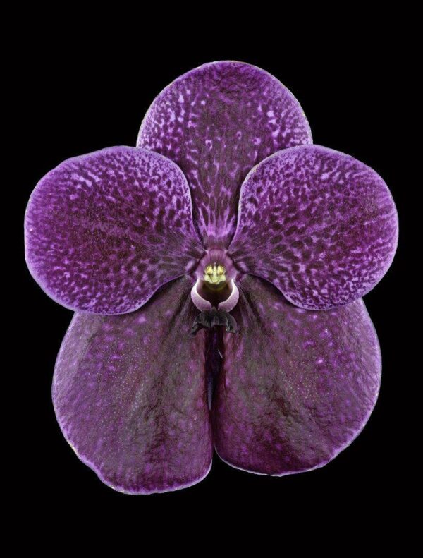 Vanda Robert's Delight Bloom photographed by Kevin G Saunders. Fine Art Print Vanda Roberts Delight Bloom by Kevin G Saunders