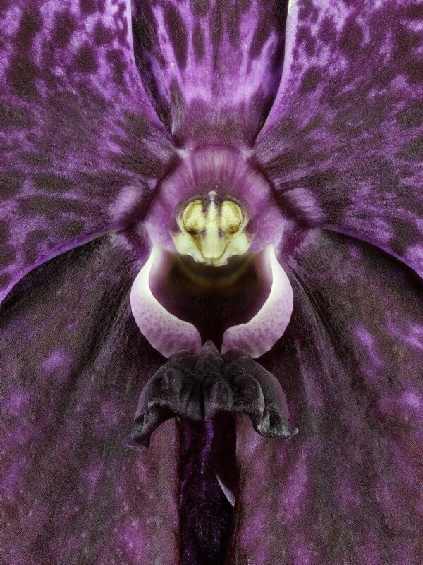 Vanda Robert's Delight Bloom Close Up photographed by Kevin G Saunders. Fine Art Print Vanda Roberts Delight Bloom Close by Kevin G Saunders