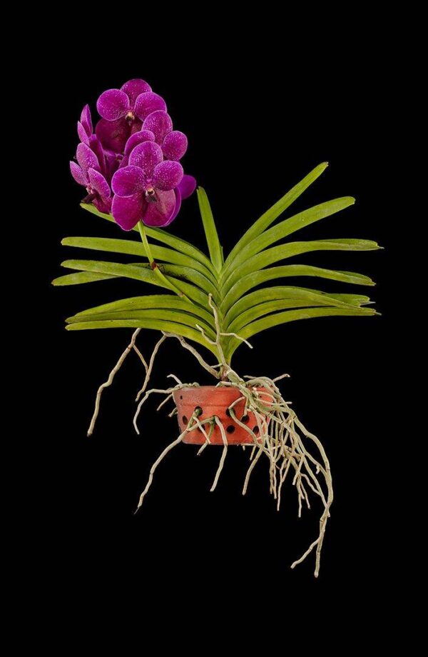 Vanda Roberts Delight Plant Fine Art Print Vanda Roberts Delight Plant by Kevin G Saunders