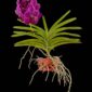 Fine Art Print Vanda Roberts Delight Plant by Kevin G Saunders