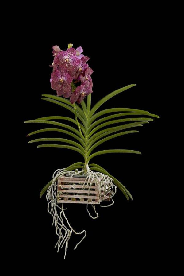 Vanda Rosemary Fuller Plant Fine Art Print Vanda Rosemary Fuller Plant by Kevin G Saunders
