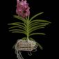 Fine Art Print Vanda Rosemary Fuller Plant by Kevin G Saunders
