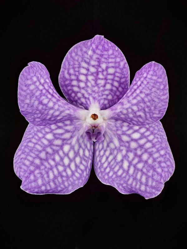 Vanda Sansai Blue Bloom Fine Art Print Vanda Sansai Blue Bloom by Kevin G Saunders