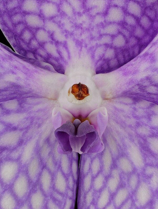 Vanda Sansai Blue Bloom Close Fine Art Print of Vanda Sansai Blue Bloom Close by Kevin G Saunders