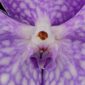 Fine Art Print of Vanda Sansai Blue Bloom Close by Kevin G Saunders