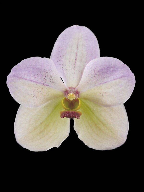 Vanda Tang See Hang Cathy and Frank Burzik Bloom Fine Art Print Vanda Tang See Hang Cathy and Frank Burzik Bloom by Kevin G Saunders