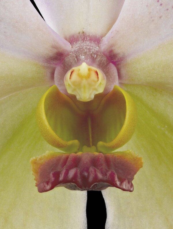 Vanda Tang See Hang Cathy and Frank Burzik Bloom Close Fine Art Print Vanda Tang See Hang Cathy and Frank Burzik Bloom Close by Kevin G Saunders