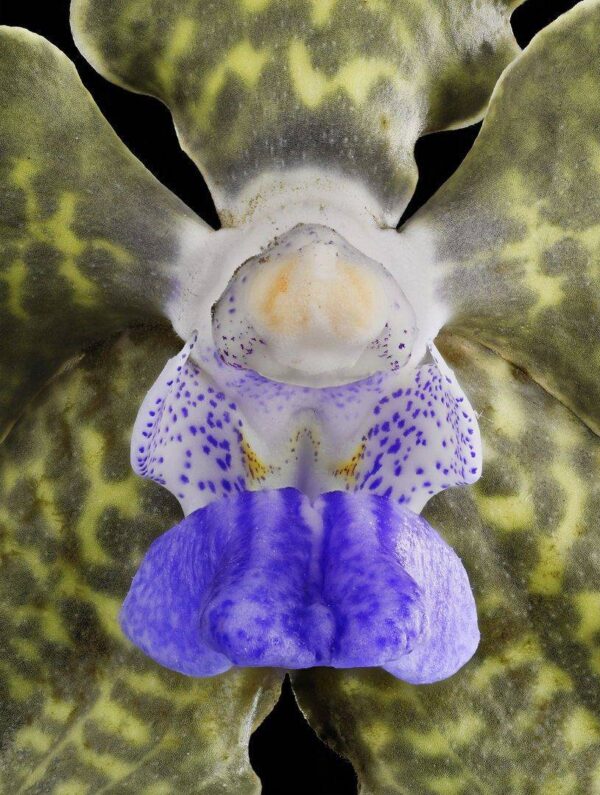 Vanda Tessellata Leopard Bloom Close Fine Art Print Vanda Tessellata Leopard Bloom Close by Kevin G Saunders