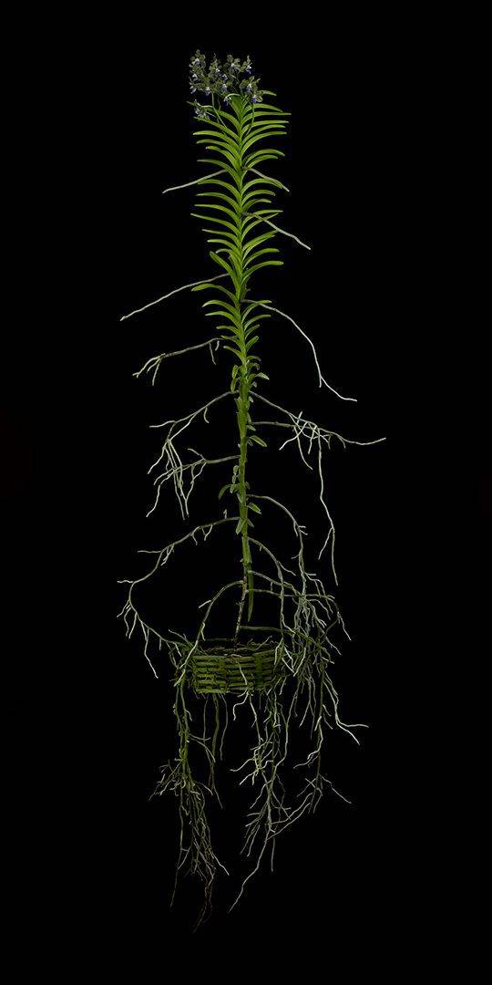 Vanda Tessellata Leopard Plant Fine Art Print Vanda Tessellata Leopard Plant by Kevin G Saunders