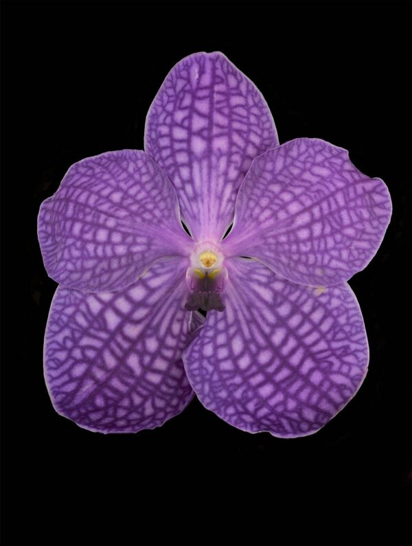 Vanda Thailand Beauty Bloom Fine Art Print Vanda Thailand Beauty Blue Bloom by Kevin G Saunders