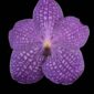 Fine Art Print Vanda Thailand Beauty Blue Bloom by Kevin G Saunders