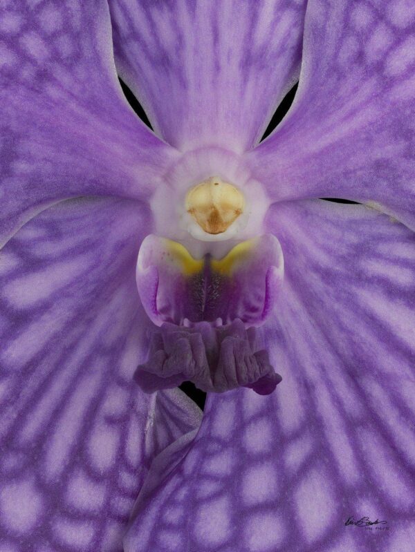 Vanda Thailand Beauty Bloom Close Fine Art Print of Vanda Thailand Beauty Blue Bloom Close by Kevin G Saunders