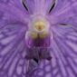Fine Art Print of Vanda Thailand Beauty Blue Bloom Close by Kevin G Saunders