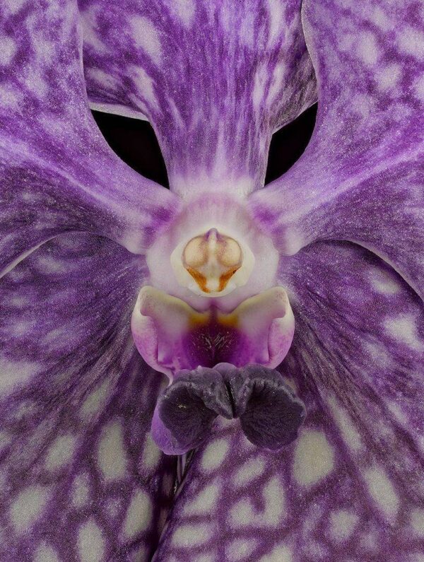 Vanda Tokyo Blue Sapphire Bloom Close Fine Art Print of Vanda Tokyo Blue Sapphire Bloom Close by Kevin G Saunders