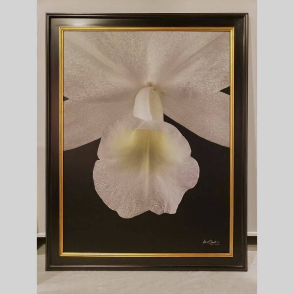 Framed Orchid Study - Documentation - 03 Photographic documentation of a physical, museum-grade orchid study and custom frame by Kevin G. Saunders. This close-up capture verifies the material texture and depth of the manual artistry produced at 107 Blue Star. Physical reality asset; not a digital mockup.