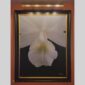 Photographic documentation of a physical, museum-grade orchid study and custom frame by Kevin G. Saunders. This close-up capture verifies the material texture and depth of the manual artistry produced at 107 Blue Star. Physical reality asset; not a digital mockup.