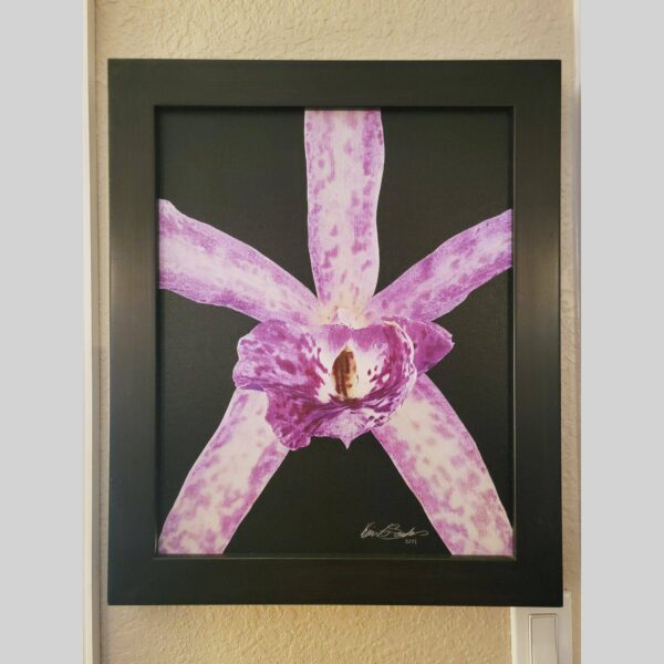 Framed Orchid Study - Documentation - 14 Photographic documentation of a physical, museum-grade orchid study and custom frame by Kevin G. Saunders. This close-up capture verifies the material texture and depth of the manual artistry produced at 107 Blue Star. Physical reality asset; not a digital mockup.
