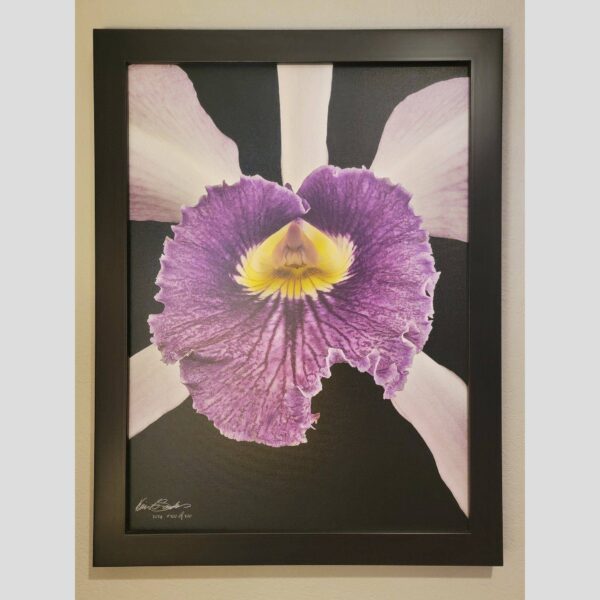 Framed Orchid Study - Documentation - 40 Photographic documentation of a physical, museum-grade orchid study and custom frame by Kevin G. Saunders. This close-up capture verifies the material texture and depth of the manual artistry produced at 107 Blue Star. Physical reality asset; not a digital mockup.