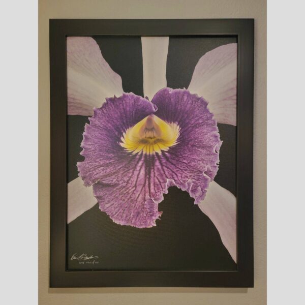 Framed Orchid Study - Documentation - 51 Photographic documentation of a physical, museum-grade orchid study and custom frame by Kevin G. Saunders. This close-up capture verifies the material texture and depth of the manual artistry produced at 107 Blue Star. Physical reality asset; not a digital mockup.