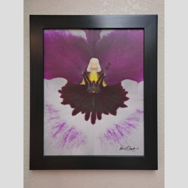 Framed Orchid Study - Documentation - 57 Photographic documentation of a physical, museum-grade orchid study and custom frame by Kevin G. Saunders. This close-up capture verifies the material texture and depth of the manual artistry produced at 107 Blue Star. Physical reality asset; not a digital mockup.