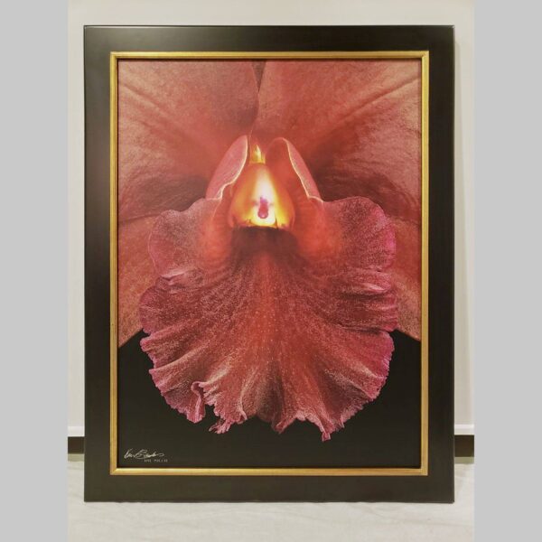 Framed Orchid Study - Documentation - 63 Photographic documentation of a physical, museum-grade orchid study and custom frame by Kevin G. Saunders. This close-up capture verifies the material texture and depth of the manual artistry produced at 107 Blue Star. Physical reality asset; not a digital mockup.
