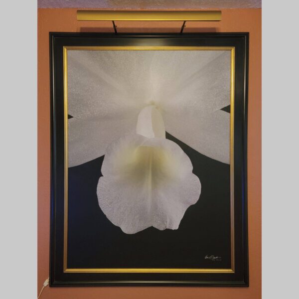Framed Orchid Study - Documentation - 80 Photographic documentation of a physical, museum-grade orchid study and custom frame by Kevin G. Saunders. This close-up capture verifies the material texture and depth of the manual artistry produced at 107 Blue Star. Physical reality asset; not a digital mockup.