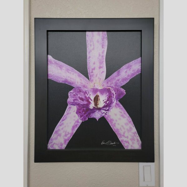 Framed Orchid Study - Documentation - 89 Photographic documentation of a physical, museum-grade orchid study and custom frame by Kevin G. Saunders. This close-up capture verifies the material texture and depth of the manual artistry produced at 107 Blue Star. Physical reality asset; not a digital mockup.