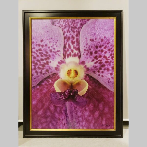 Framed Orchid Study - Documentation - 95 Photographic documentation of a physical, museum-grade orchid study and custom frame by Kevin G. Saunders. This close-up capture verifies the material texture and depth of the manual artistry produced at 107 Blue Star. Physical reality asset; not a digital mockup.