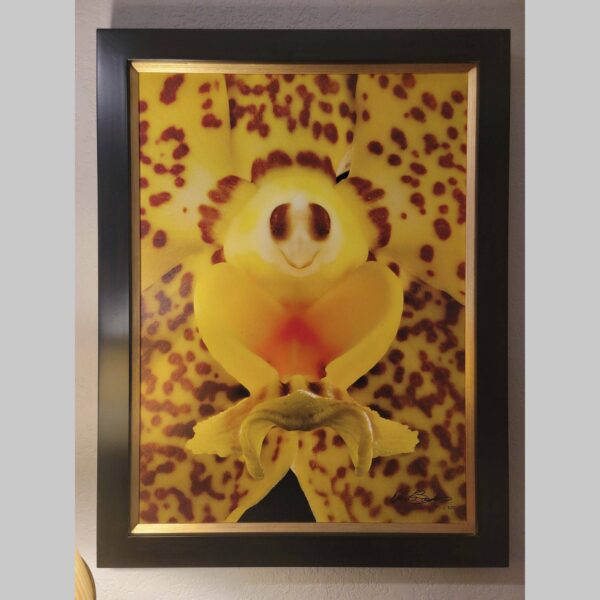 Framed Orchid Study - Documentation - 105 Photographic documentation of a physical, museum-grade orchid study and custom frame by Kevin G. Saunders. This close-up capture verifies the material texture and depth of the manual artistry produced at 107 Blue Star. Physical reality asset; not a digital mockup.