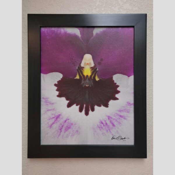 Framed Orchid Study - Documentation - 106 Photographic documentation of a physical, museum-grade orchid study and custom frame by Kevin G. Saunders. This close-up capture verifies the material texture and depth of the manual artistry produced at 107 Blue Star. Physical reality asset; not a digital mockup.