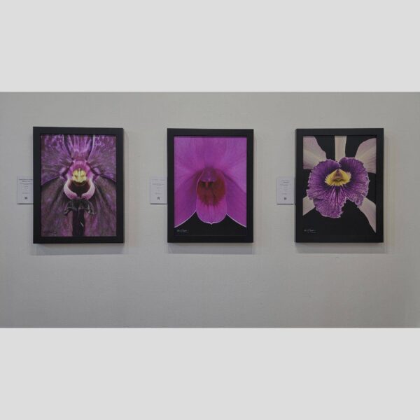 KGS Studios Public Exhibition - Documentation - 97 Physical documentation of Kevin G. Saunders | KGS Studios fine art prints in a public exhibition setting. Verifies the public vetting of manual hyperrealism portraits, orchid studies, and HTTX-97442. San Antonio archive proof of physical reality.