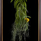 Framed Fine Art Orchid Print Ascda Kirk Hoo Yellow Dragon Plant by Kevin G Saunders