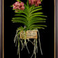 Framed Fine Art Orchid Print Ascda Tony Viggiani Plant by Kevin G Saunders