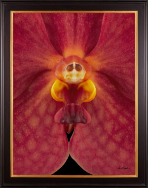 Framed Fine Art Orchid Print Ascda John de Biase Angela Bloom Close by Kevin G Saunders