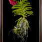 Framed Fine Art Orchid Print Ascda John de Biase Angela Plant by Kevin G Saunders
