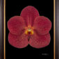 Framed Fine Art Orchid Print Ascda John de Biase Angela Bloom by Kevin G Saunders
