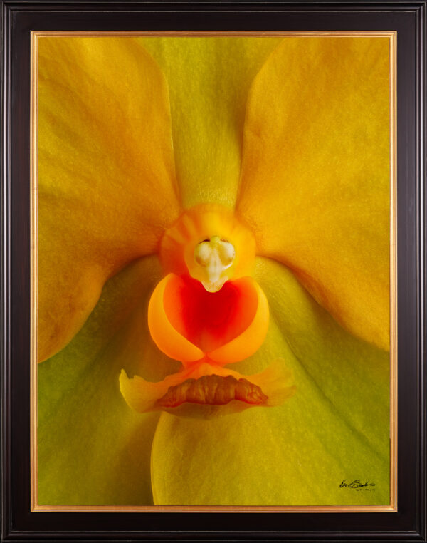 Framed Fine Art Orchid Print Ascda Fuchs Angel Frost Michael FCC AOS Bloom Close by Kevin G Saunders