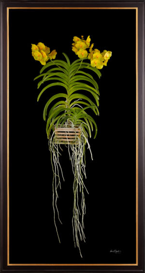 Framed Fine Art Orchid Print Ascda Fuchs Angel Frost Michael FCC AOS Plant by Kevin G Saunders