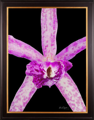 Framed Fine Art Orchid Print Bc Makai Louise AM AOS Bloom Close by Kevin G Saunders