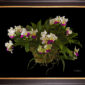 Framed Fine Art Print Rhyncholaeliocattleya Hawaiian Wizard Plant by Kevin G Saunders