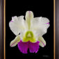 Framed Fine Art Orchid Print Rhyncholaeliocattleya Hawaiian Wizard Bloom by Kevin G Saunders