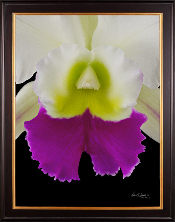 Framed Fine Art Orchid Print Rhyncholaeliocattleya Hawaiian Wizard Bloom Close by Kevin G Saunders