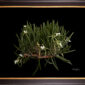 Framed Fine Art Print Brassavola Nodosa Plant by Kevin G Saunders